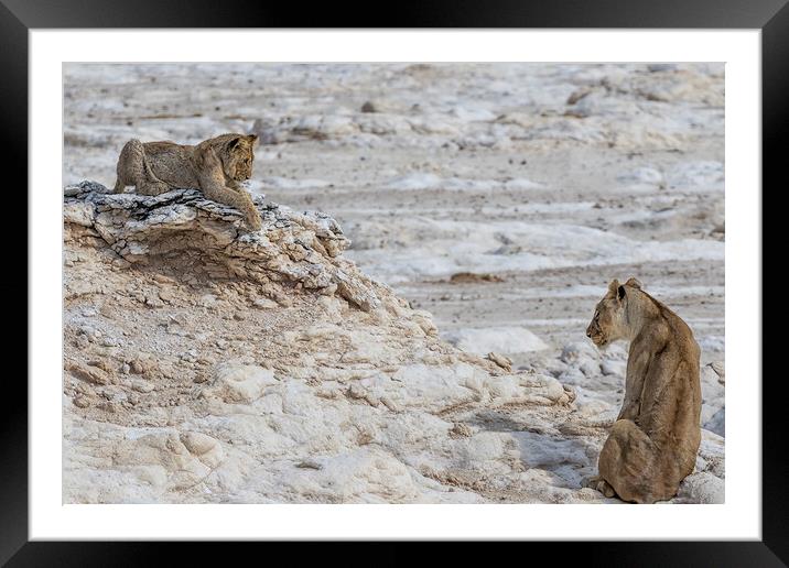 Lion Sighting Potential Prey, Beyond Cub Framed Mounted Print by Belinda Greb