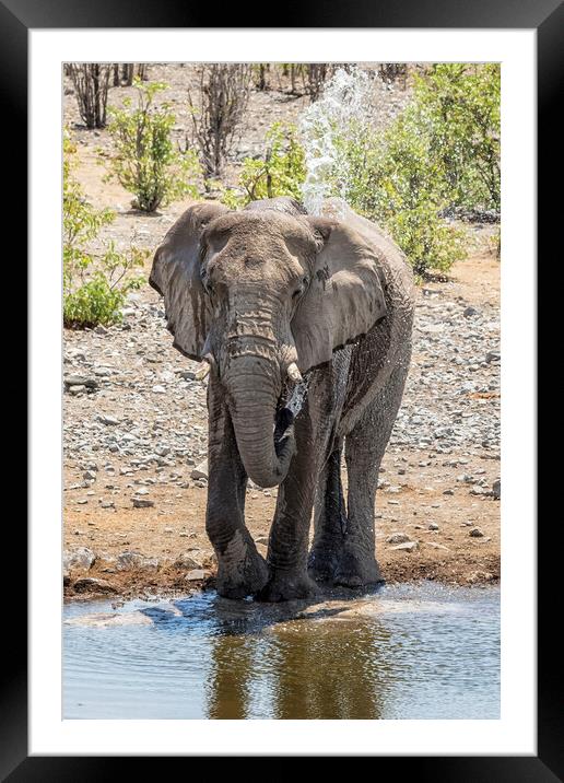 Elephant Blowing Water at Moringa Framed Mounted Print by Belinda Greb