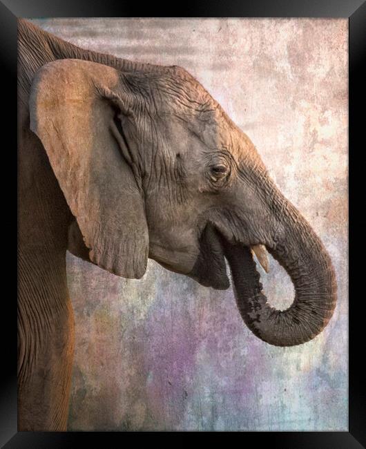 Side Profile of a Young Elephant Framed Print by Belinda Greb