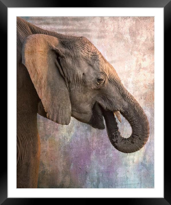 Side Profile of a Young Elephant Framed Mounted Print by Belinda Greb
