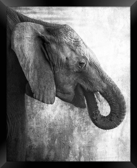 Side Profile of a Young Elephant bw Framed Print by Belinda Greb