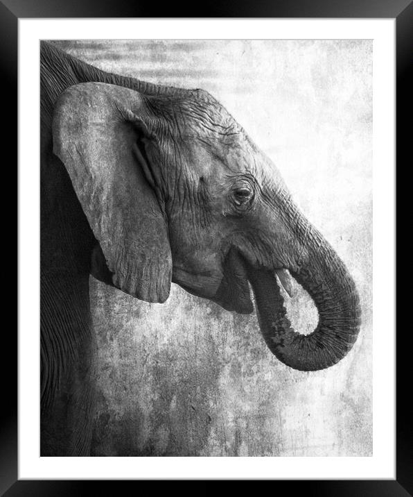 Side Profile of a Young Elephant bw Framed Mounted Print by Belinda Greb