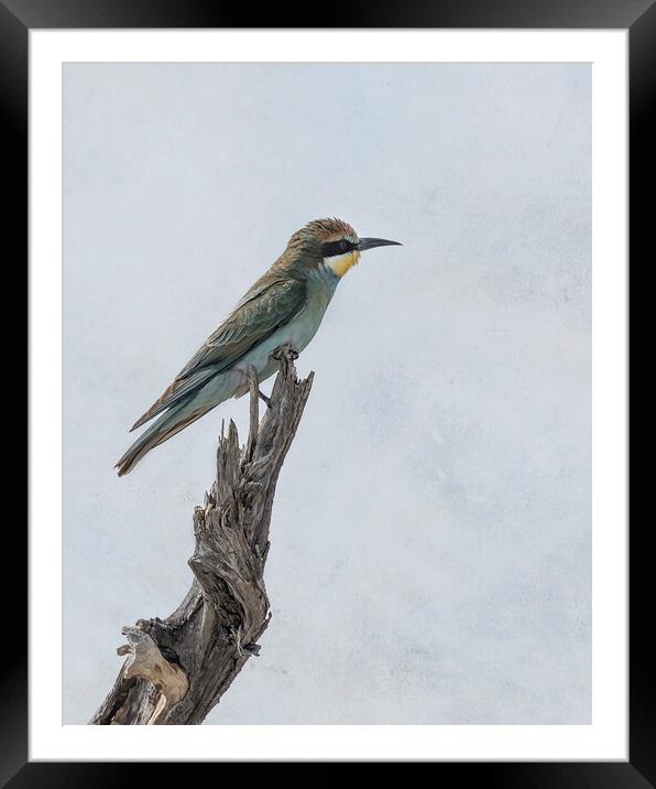 Swallow-tailed Bee-eater Framed Mounted Print by Belinda Greb