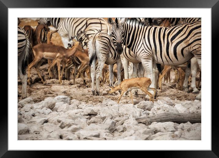 It's Hard to Get a Drink When You're the Smallest Critter at the Framed Mounted Print by Belinda Greb