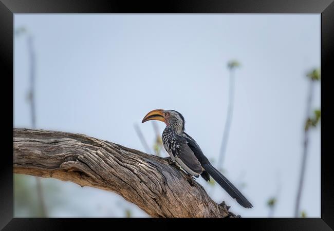 Southern Yellow-billed Hornbill on a Tree in Mahango Game Reserve, No. 2 Framed Print by Belinda Greb