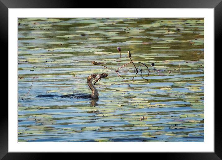 Reed Cormorant with Dinner, No. 1 Framed Mounted Print by Belinda Greb