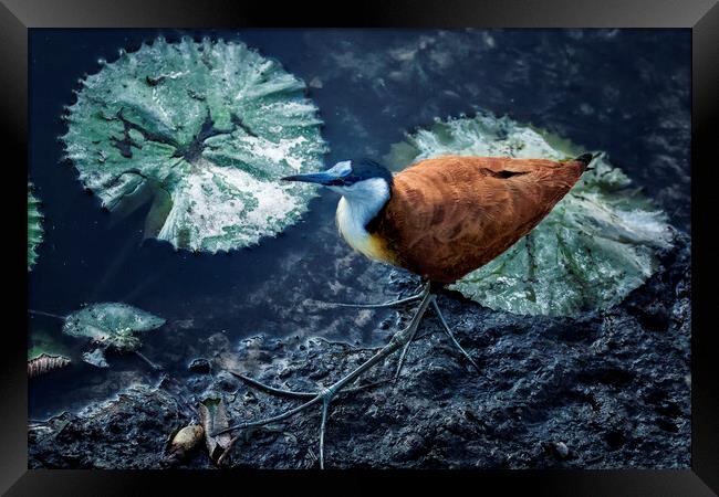 African Jacana and Waterlilies Framed Print by Belinda Greb