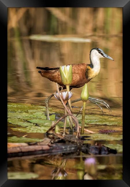 African Jacana Stepping Through Water Lilies Framed Print by Belinda Greb