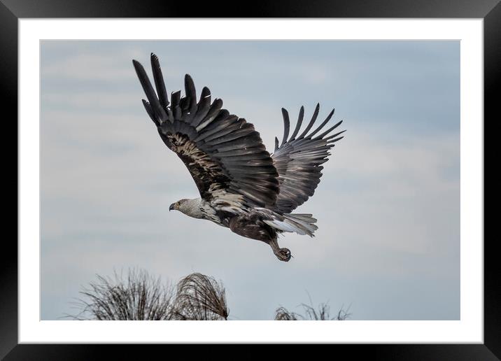 Take off of a Juvenile African Fish Eagle Framed Mounted Print by Belinda Greb