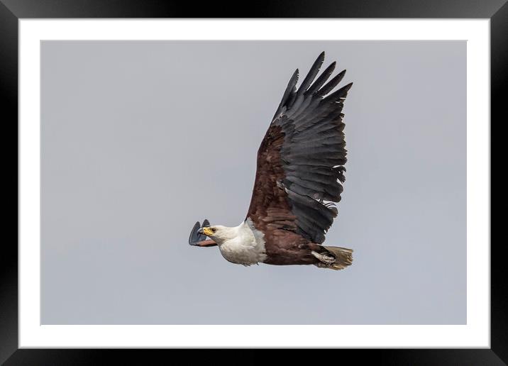 African Fish Eagle in Flight, No. 2 Framed Mounted Print by Belinda Greb