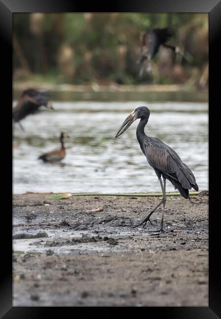 African Openbill, No. 3 Framed Print by Belinda Greb
