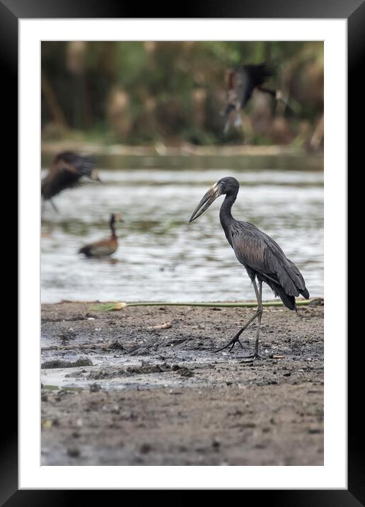 African Openbill, No. 3 Framed Mounted Print by Belinda Greb