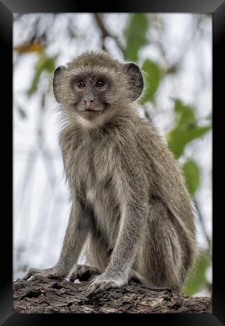 Young Vervet Monkey Pausing to Look At Me, No. 1 Framed Print by Belinda Greb