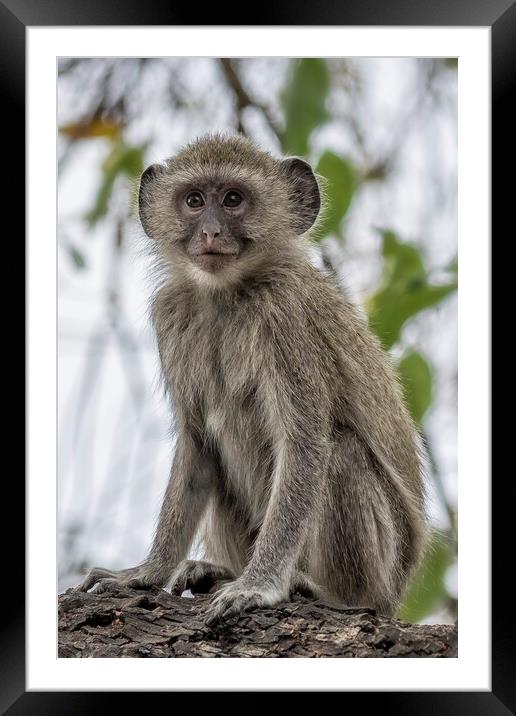 Young Vervet Monkey Pausing to Look At Me, No. 1 Framed Mounted Print by Belinda Greb