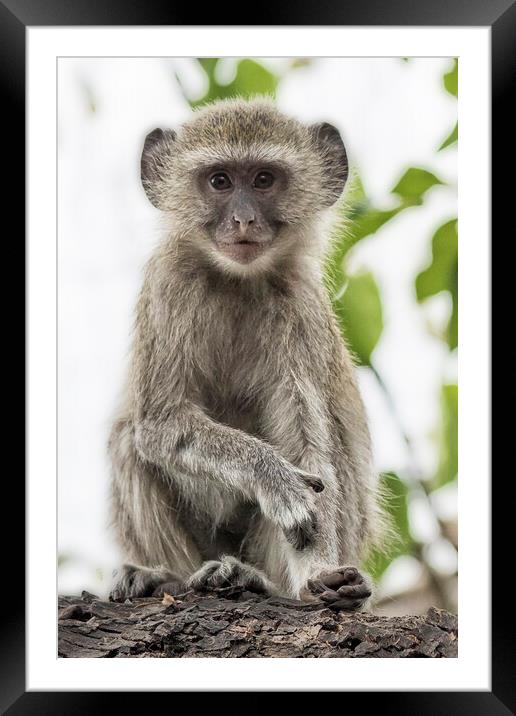 Young Vervet Monkey Pausing to Look At Me, No. 2 Framed Mounted Print by Belinda Greb