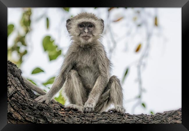 Young Vervet Monkey Pausing to Look At Me, No. 3 Framed Print by Belinda Greb
