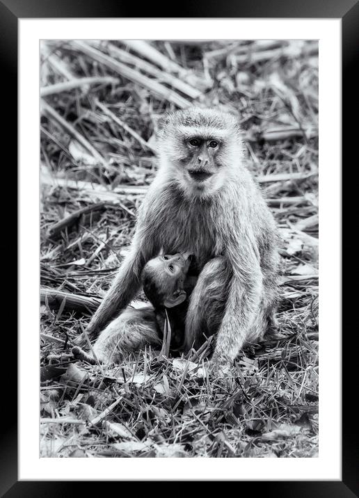 Mother Vervet Monkey Stops to Nurse Baby bw Framed Mounted Print by Belinda Greb