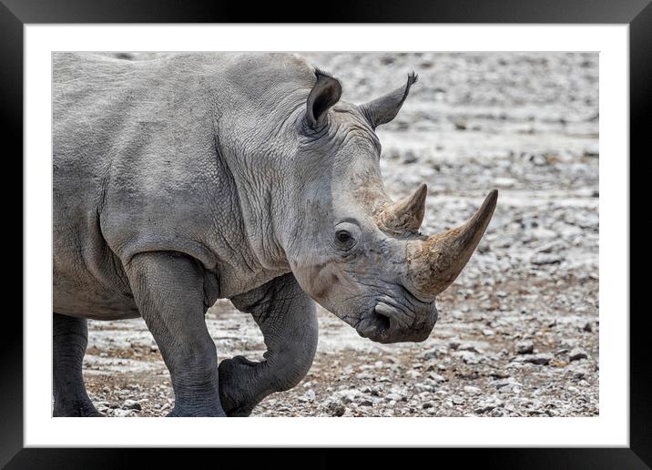 Close-up of Mancuso, a White Rhinoceros Framed Mounted Print by Belinda Greb