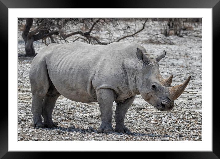 Mancuso, a White Rhinoceros Framed Mounted Print by Belinda Greb