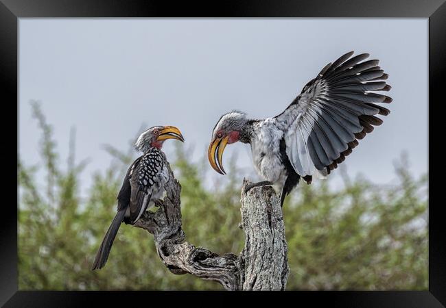 Southern Yellow-billed Hornbills Mating Display, No. 1 Framed Print by Belinda Greb