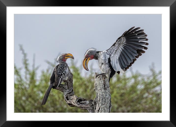 Southern Yellow-billed Hornbills Mating Display, No. 1 Framed Mounted Print by Belinda Greb