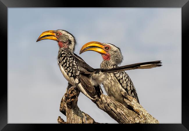 Southern Yellow-billed Hornbills Pair, No. 2 Framed Print by Belinda Greb