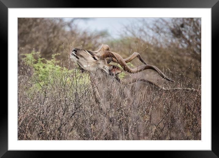Male Greater Kudo Reaching for the Leaves Framed Mounted Print by Belinda Greb