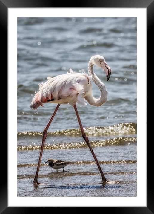 Greater Flamingo Along Walvis Bay Waterfront, No. 1 Framed Mounted Print by Belinda Greb