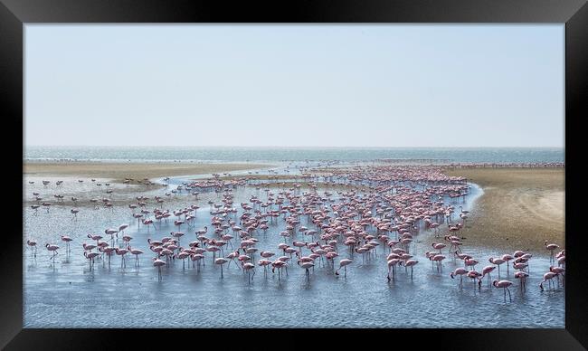 A Landscape of Flamingos Framed Print by Belinda Greb