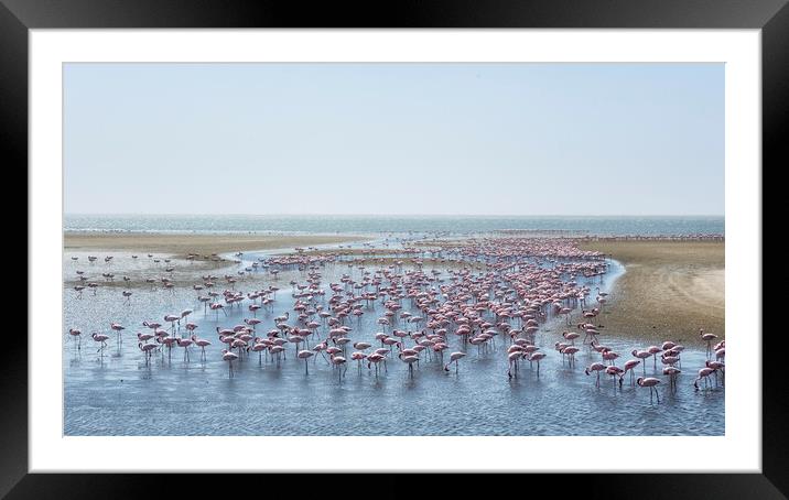 A Landscape of Flamingos Framed Mounted Print by Belinda Greb
