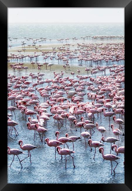 Flamingos on the Walvis Bay Waterfront Framed Print by Belinda Greb