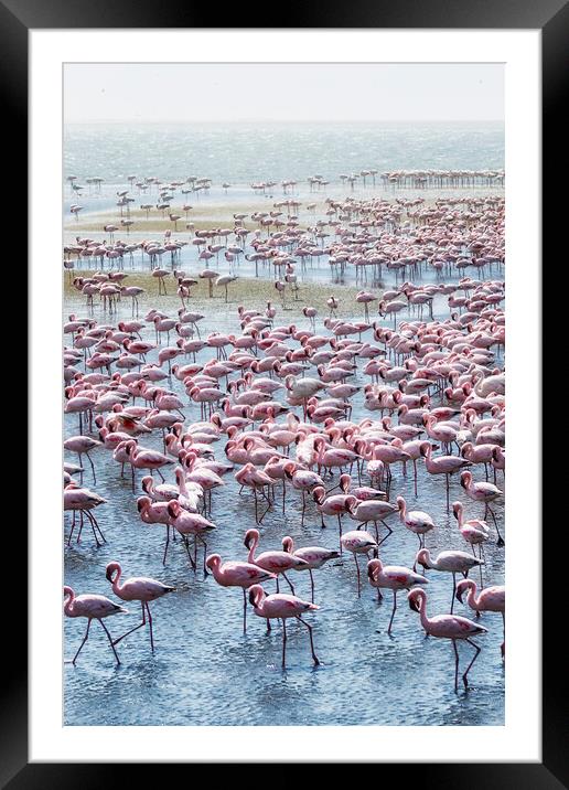 Flamingos on the Walvis Bay Waterfront Framed Mounted Print by Belinda Greb