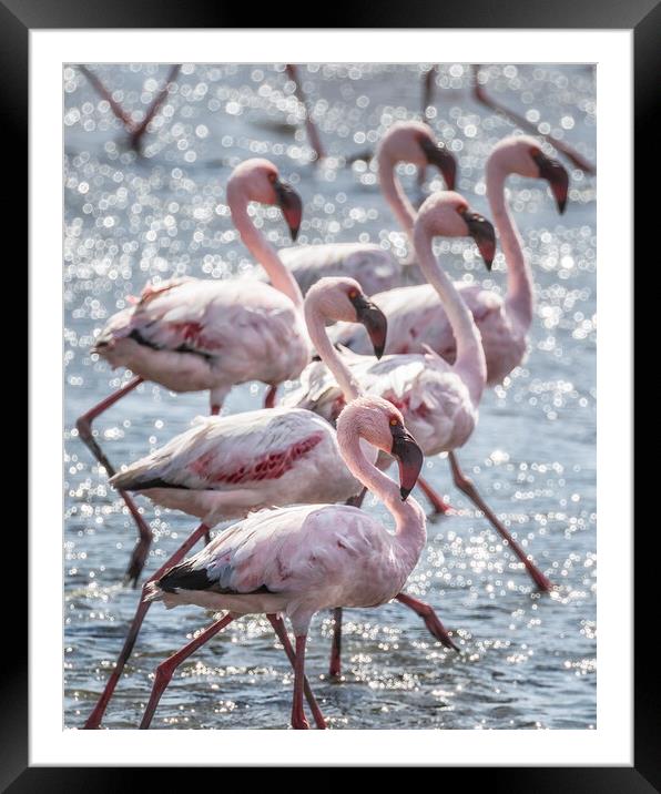 Stepping Out, Lesser Flamingos Framed Mounted Print by Belinda Greb