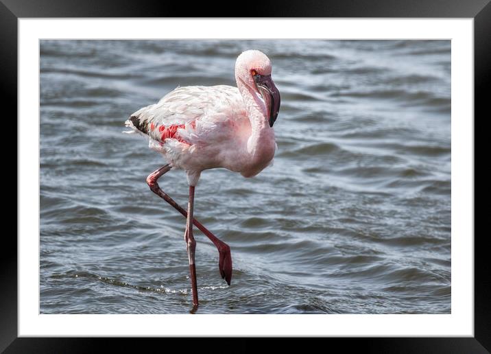 Lesser Flamingo, No. 1 Framed Mounted Print by Belinda Greb