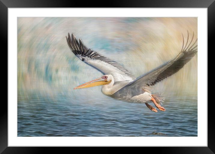 Flight of a Great White Pelican Framed Mounted Print by Belinda Greb