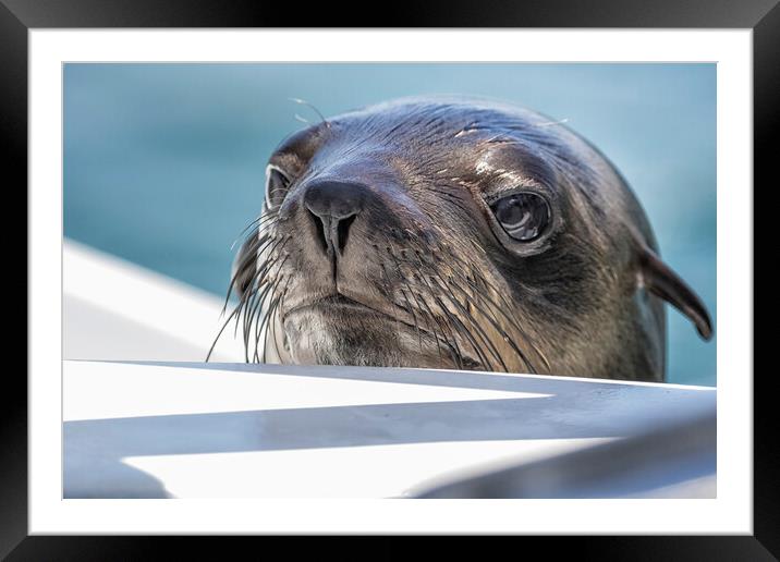 Baby Seal Popping Up to Say Hi Framed Mounted Print by Belinda Greb