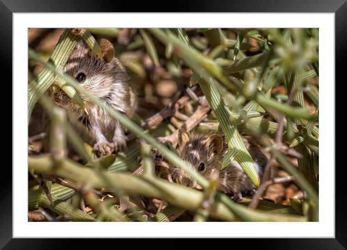 Desert Pygmy Mouse and Baby Framed Mounted Print by Belinda Greb