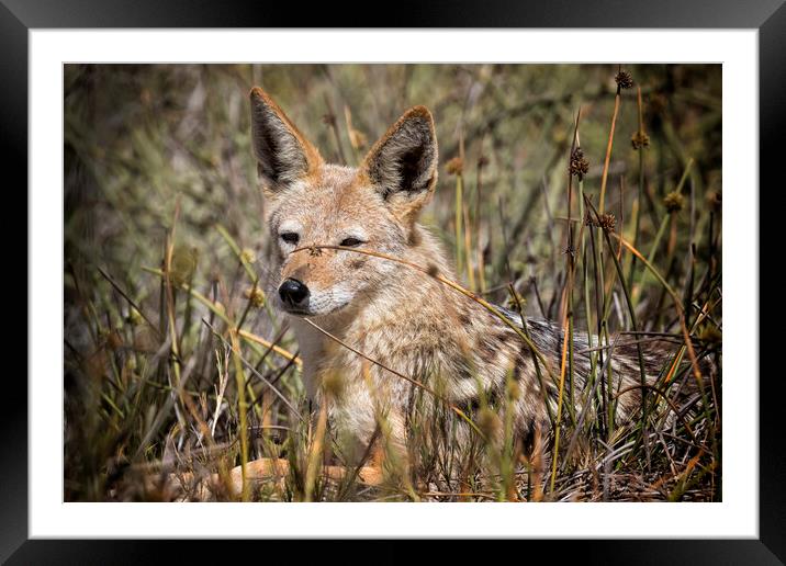 Black-backed Jackal Laying in Long Grass Framed Mounted Print by Belinda Greb