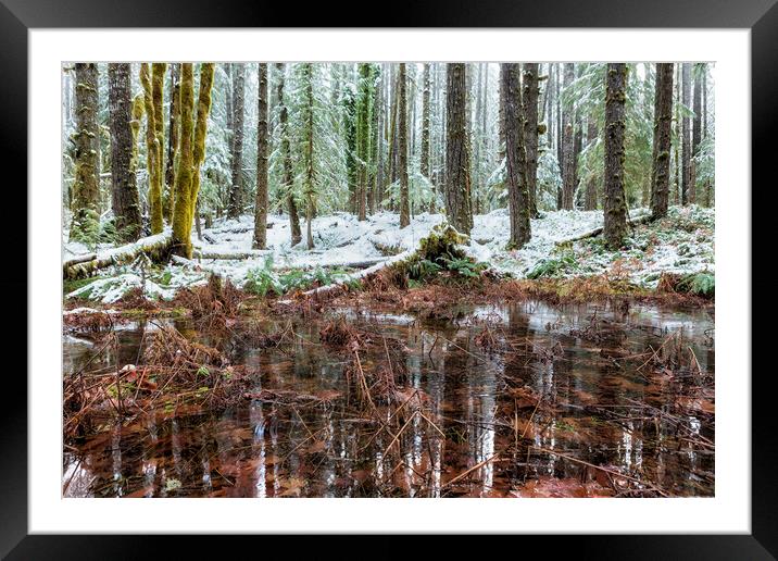 Winter Woods Reflection in a Pool of Leaves Framed Mounted Print by Belinda Greb