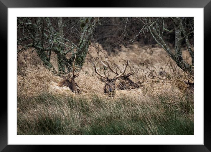 Bull Elk Resting in a Field on a Rainy Day Framed Mounted Print by Belinda Greb