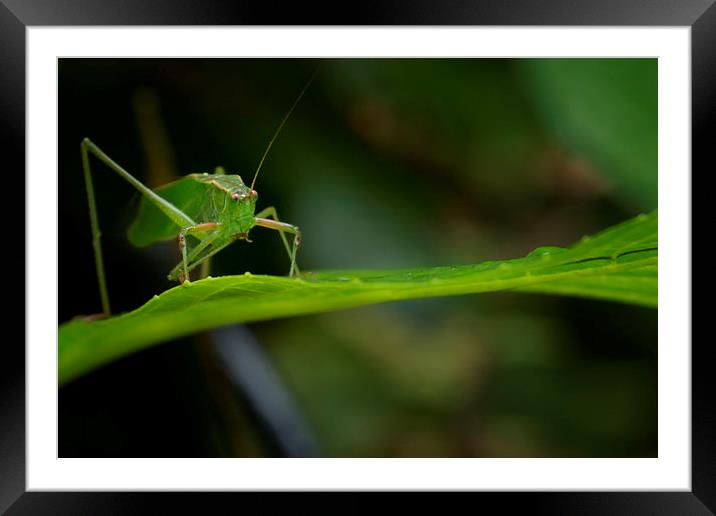 Grasshopper on a Leaf Framed Mounted Print by Belinda Greb