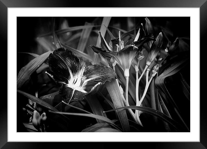 A Riot of No Color Framed Mounted Print by Belinda Greb