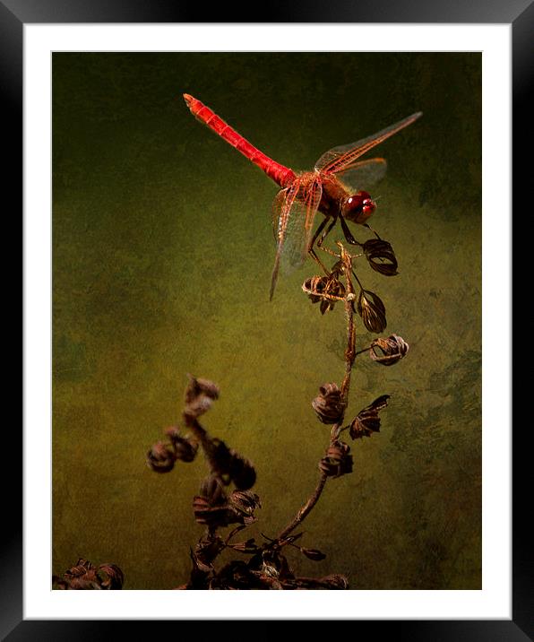 Red Dragonfly on Dead Plant Framed Mounted Print by Belinda Greb