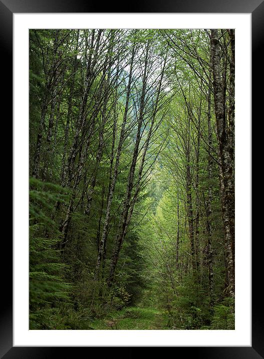 A Path through the Woods Framed Mounted Print by Belinda Greb