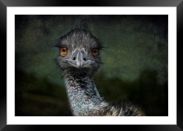 Emu Gazing Version 2 Framed Mounted Print by Belinda Greb