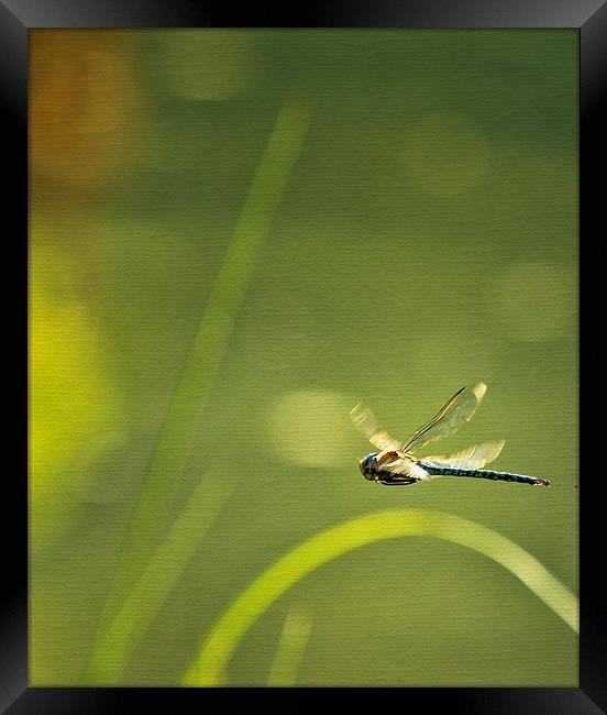 Blue Darner Dragonfly - Green Water and Light Framed Print by Belinda Greb