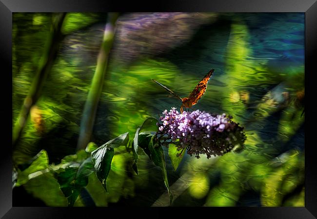 Butterfly Ripple Framed Print by Belinda Greb