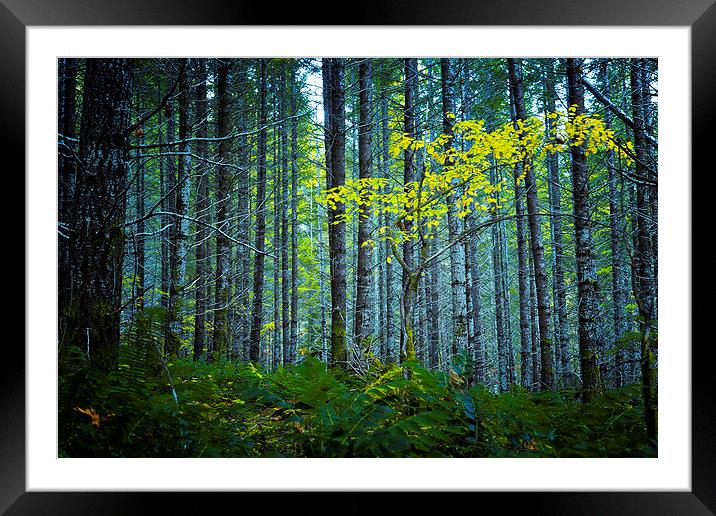 In The Woods Framed Mounted Print by Belinda Greb