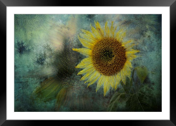 Sunflower Sea Framed Mounted Print by Belinda Greb
