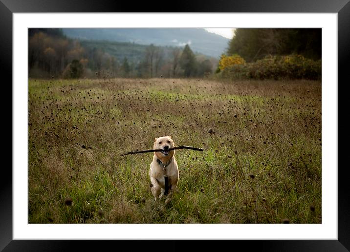  Fetching Framed Mounted Print by Belinda Greb